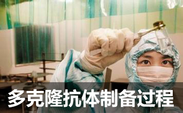 多克隆抗体制备流程 多克隆抗体制备流程
