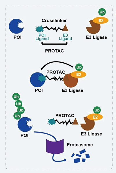 PROTAC技术作用机制.jpg PROTAC技术作用机制.jpg