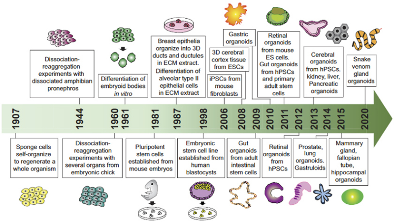 类器官发展史.jpg 类器官发展史.jpg