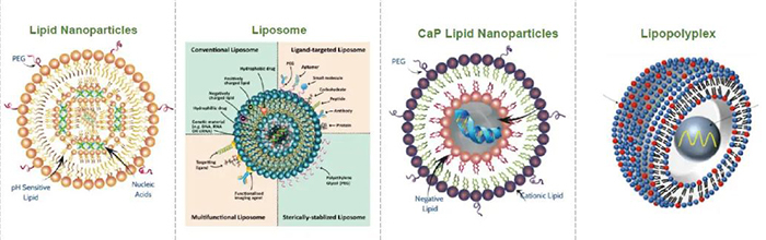 常见脂质递送系统.jpg 常见脂质递送系统.jpg
