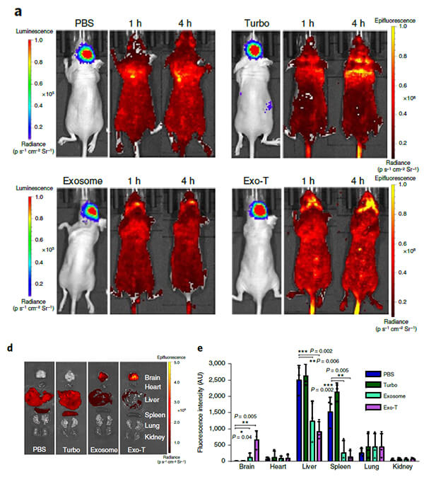 脑胶质瘤导向外泌体Exo-T递送PTEN mRNA,IV.jpg 脑胶质瘤导向外泌体Exo-T递送PTEN mRNA,IV.jpg