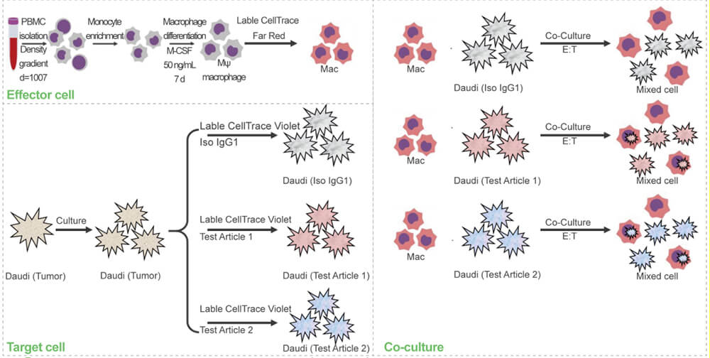 细胞功能检测.jpg 细胞功能检测.jpg