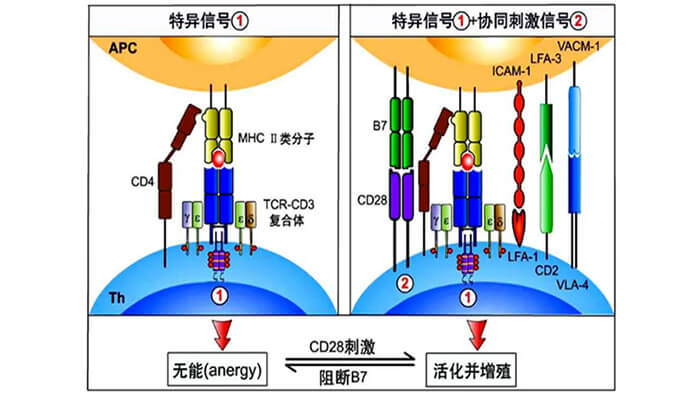 国内首个CD19×CD3×CD28三特异性抗体获FDA默示许可.jpg 国内首个CD19×CD3×CD28三特异性抗体获FDA默示许可.jpg