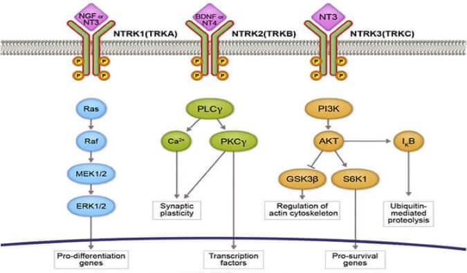 beats365助力睿跃生物1类新药 TRK降解剂CG001419获批临床.jpg beats365助力睿跃生物1类新药 TRK降解剂CG001419获批临床.jpg