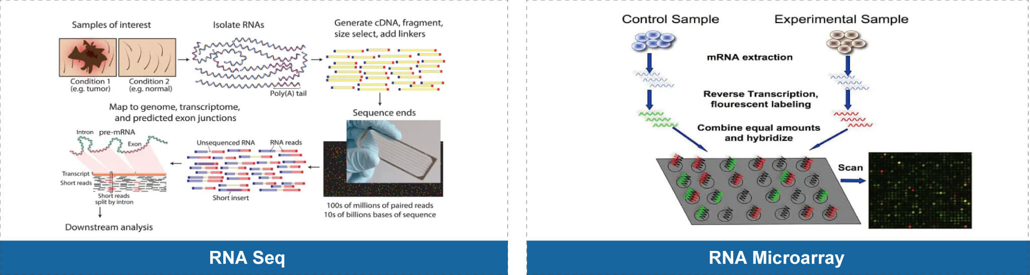 脱靶效应评估.jpg 脱靶效应评估.jpg