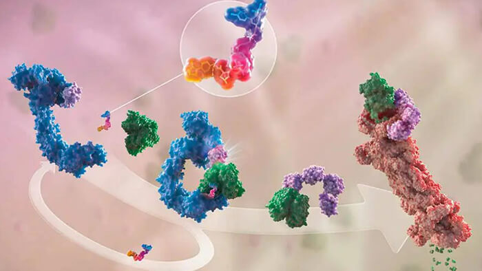 protac-药物发现服务平台.jpg protac-药物发现服务平台.jpg