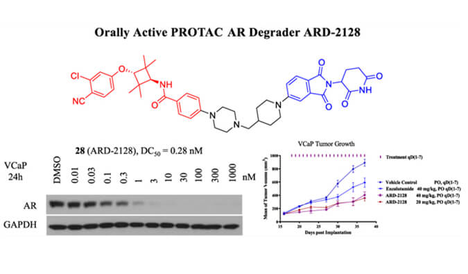 ARD-2128是一种PROTAC AR降解剂，具有出色的血浆和微粒体稳定性，本研究中体外稳定性和PK研究通过beats365进行