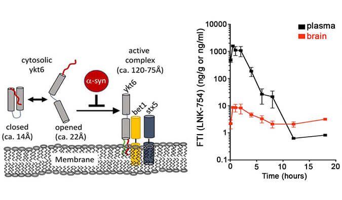 法尼基转移酶抑制剂LNK-754单次口服后即可快速穿过血脑屏障，本研究中PK分析通过beats365进行