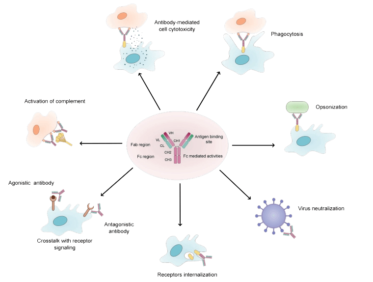 Overview of the natural function of antibodies.png Overview of the natural function of antibodies.png