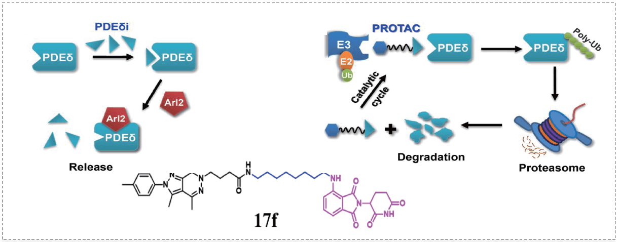 PROTAC策略和KRAS-PDEδ抑制剂Compound 17f.png PROTAC策略和KRAS-PDEδ抑制剂Compound 17f.png