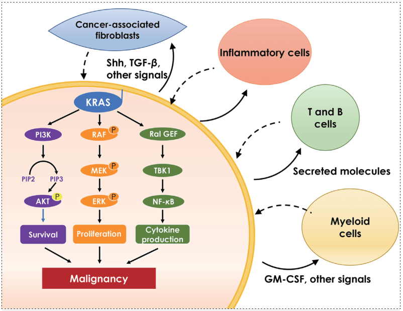主要的KRAS效应通路.png 主要的KRAS效应通路.png