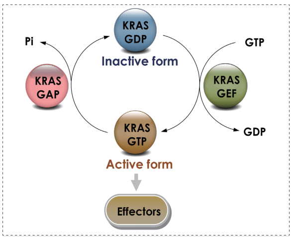 KRAS GTPase循环.png KRAS GTPase循环.png