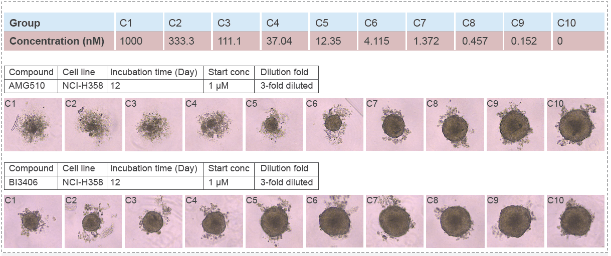 NCI-H358 (Lung, KRASG12C) Cell Cytotoxity Assay (3D).png NCI-H358 (Lung, KRASG12C) Cell Cytotoxity Assay (3D).png