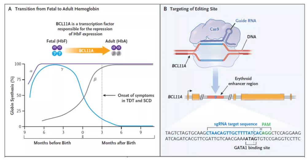 Casgevy的作用机制.jpg Casgevy的作用机制.jpg