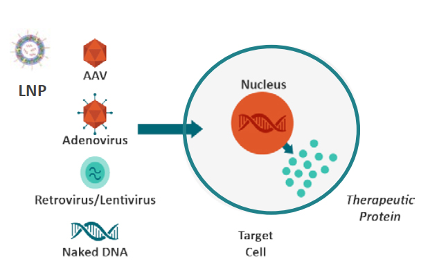 基因疗法的构成.jpg 基因疗法的构成.jpg