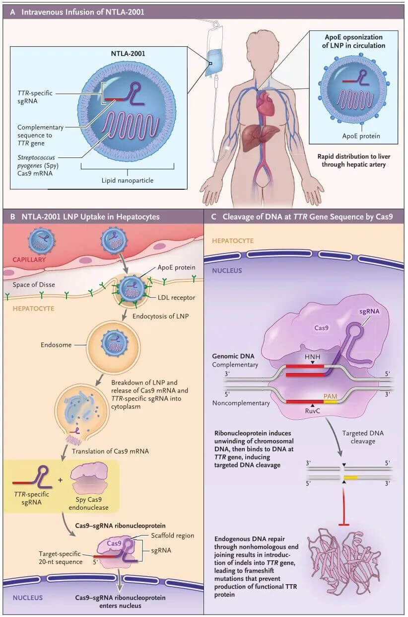 NTLA-2001的作用机制(来源:新英格兰医学杂志).jpg NTLA-2001的作用机制(来源:新英格兰医学杂志).jpg
