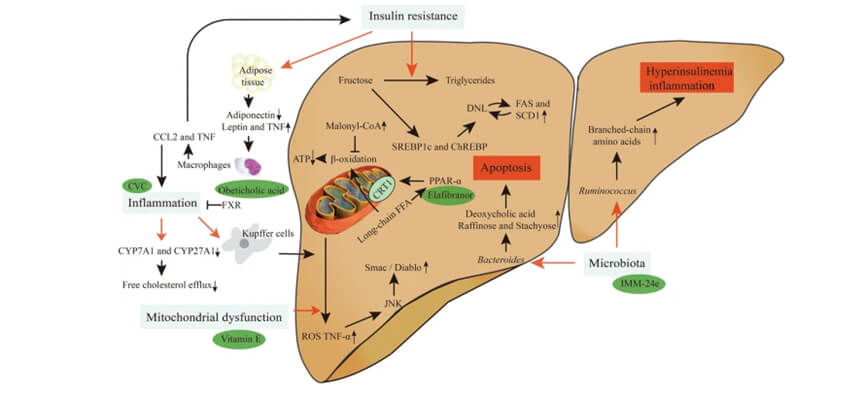 全球范围内,已经有几个热门靶点对应的创新药物对NASH展现了极高的治疗潜力.jpg 全球范围内,已经有几个热门靶点对应的创新药物对NASH展现了极高的治疗潜力.jpg
