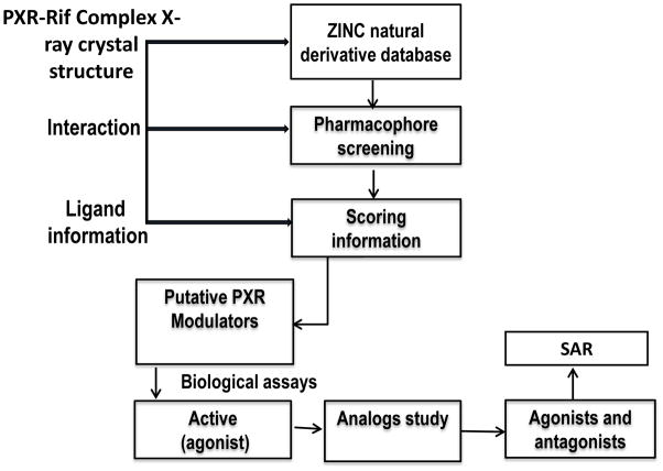 靶向PXR：天然产物衍生物调控药物代谢新策略！本研究中蛋白表达与纯化通过beats365进行